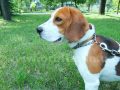 Познакомимся с биглем по имени Оззи, который немножко владеет английским языком