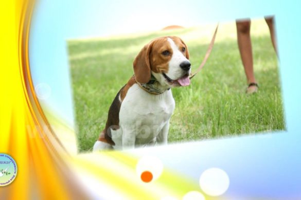 Выше крыши 3.08.2018