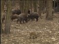 Черговий спалах «африканки» виявлено у Слов’янському районі