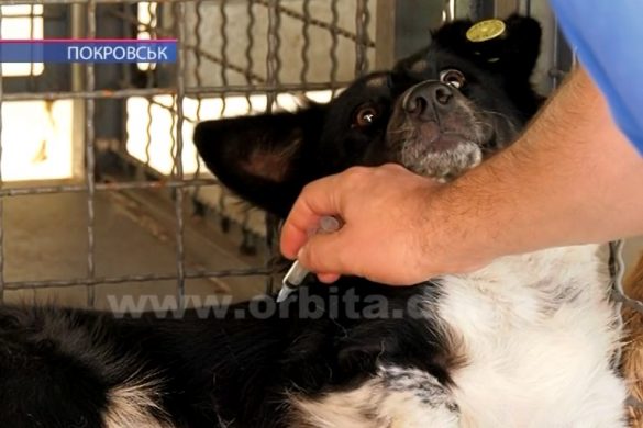 «Зооконтроль» у Покровську розпочав ревакцинацію бродячих тварин