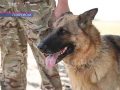 Чотирилапі поліцейські: у Покровську несе службу німецька вівчарка