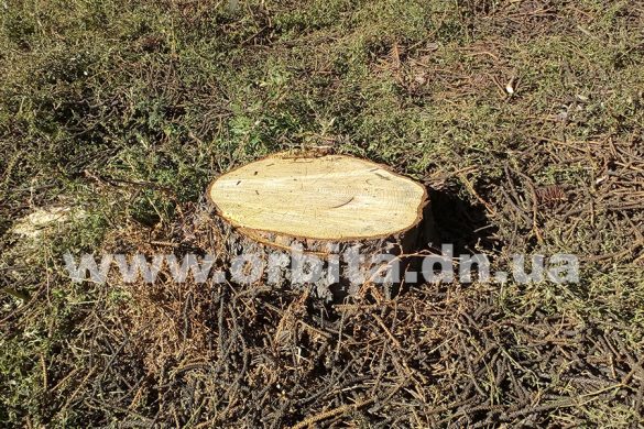 Под самый корешок: в центре Покровска спилили пересаженные ели