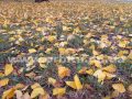 pogoda_osen