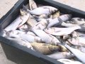 Ще одна партія малька: на Лисогірській греблі зариблено водоймище
