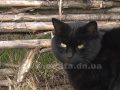 Черные коты приносят счастье
