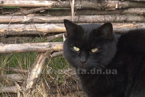 Черные коты приносят счастье