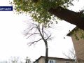 Від аварійних дерев місто Родинське рятує Покровська влада