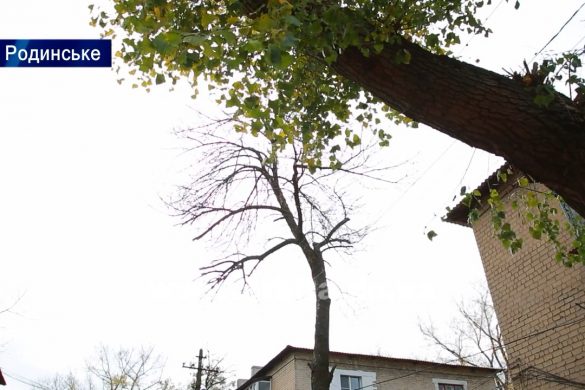 Від аварійних дерев місто Родинське рятує Покровська влада