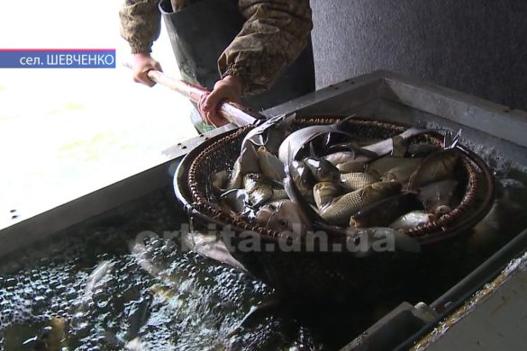 Короп, амур і товстолоб: на Лисогірській греблі випустили 11 тисяч мальків