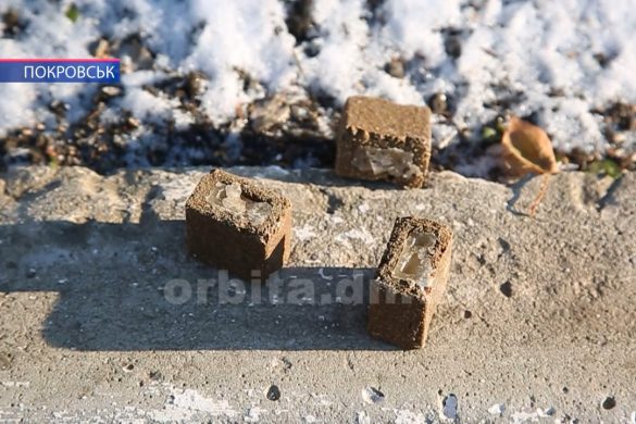 На Донеччині проведуть профілактичну вакцинацію диких тварин