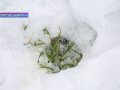 Перепади температур і озимина. Чи будемо цього року з врожаєм?