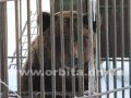 padalko_zoo_04
