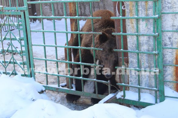 Суд наложил арест на медведей Игоря Падалко