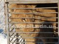 padalko_zoo_13