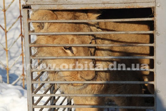 padalko_zoo_13