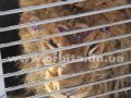 padalko_zoo_15