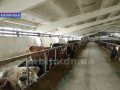 Фермери-ентузіасти з Малинівки розвивають тваринництво у районі