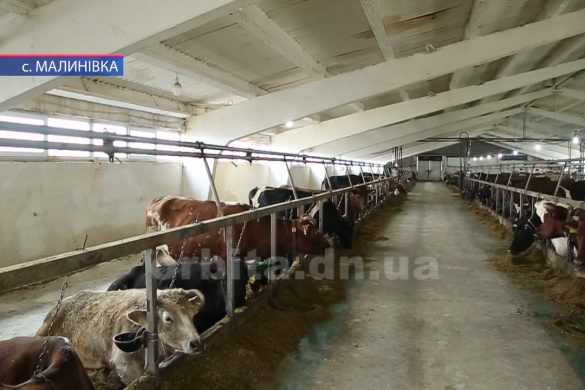 Фермери-ентузіасти з Малинівки розвивають тваринництво у районі