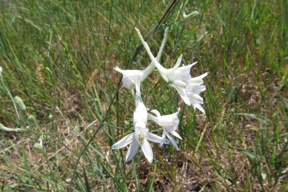 У Покровському районі оголошено новий заказник