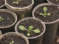 У Покровських теплицях вирощують квіти для озеленення міста