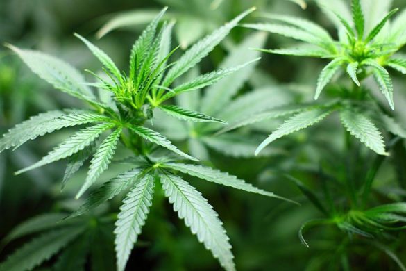 kannabis
