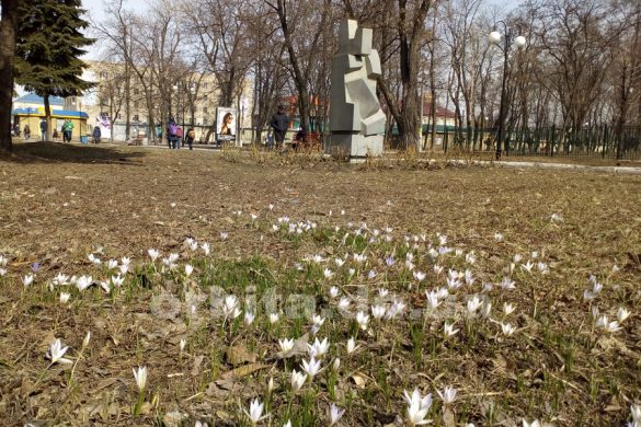 На проспекте Мира в Покровске расцвели крокусы