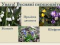 pervocvet