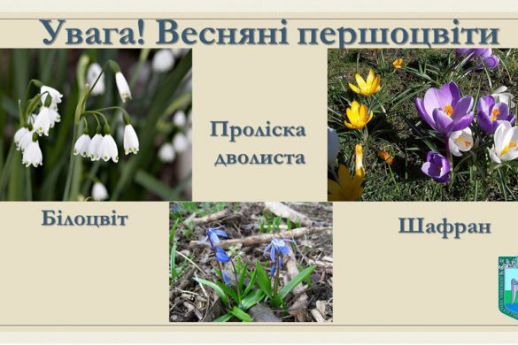pervocvet