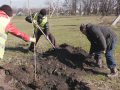 Весняний благоустрій у Мирнограді триває - нові дерева, кущі та троянди