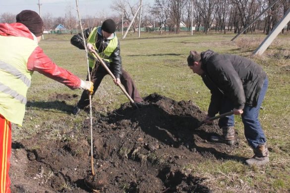 Весняний благоустрій у Мирнограді триває - нові дерева, кущі та троянди