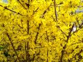 pogoda_vesna