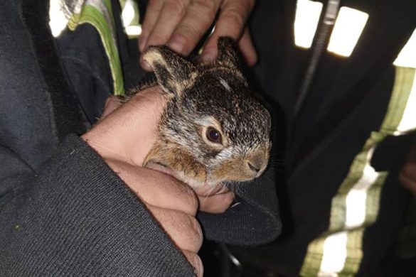 Рятувальники Покровська врятували зайченя