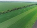 Урожай-2019 - озимина у Покровському районі набирає силу
