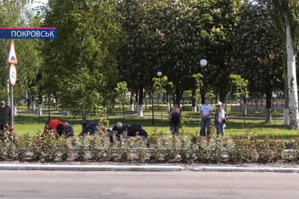 Трояндові клумби облагороджували під час суботника у Покровську