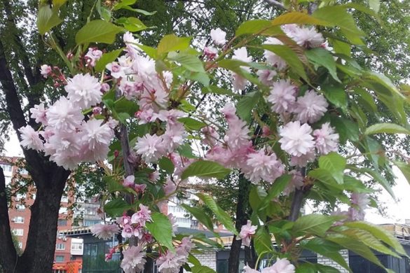 В Покровске зацвела сакура