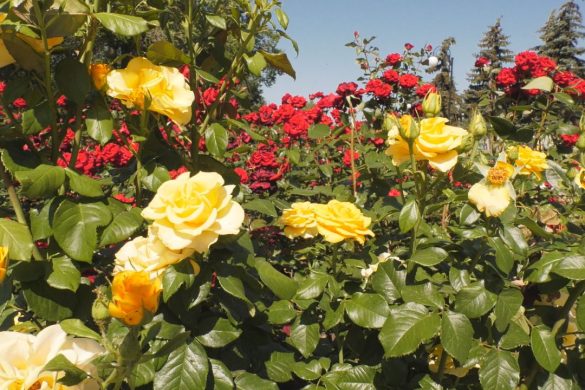 Сотнями троянд, петуній та чорнобривців розцвіли вулиці Покровська