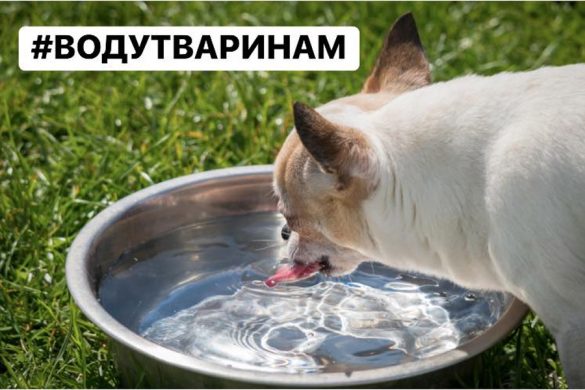 vodu_jivotnim
