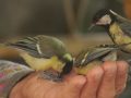 Як синички потоваришували з Миколою Петровичем