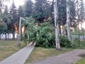 groza_derevo