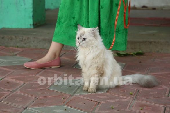 sg_cat