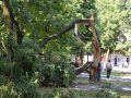 uragan_derevo12