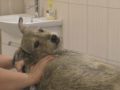 Коштом благодійника стерилізують безхатніх собак у Добропіллі