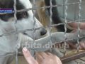 Стерилізацію безхатніх тварин за грантові кошти проводять зоозахисники Добропілля