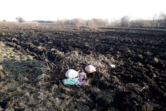 Покровчани занадились вивозити сміття у новостворений розплідник сосен