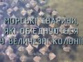 Знай більше цікавих фактів про морських тварин, які об'єднуються у величезні колонії