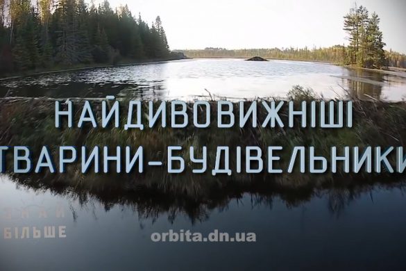 Знай більше цікавих фактів про найдивовижних тварин-будівельників