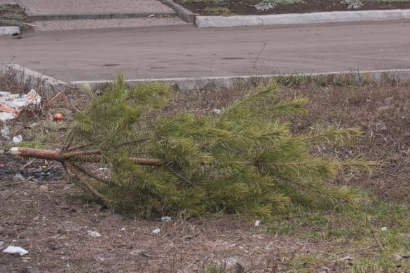 Застосування новорічним ялинкам знайшли комунальники Покровська