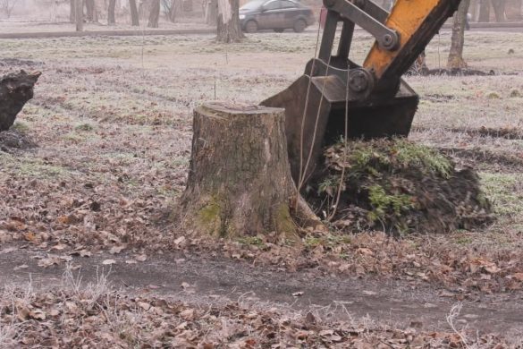 Покровські комунальники взялися за викорчовування старих пнів