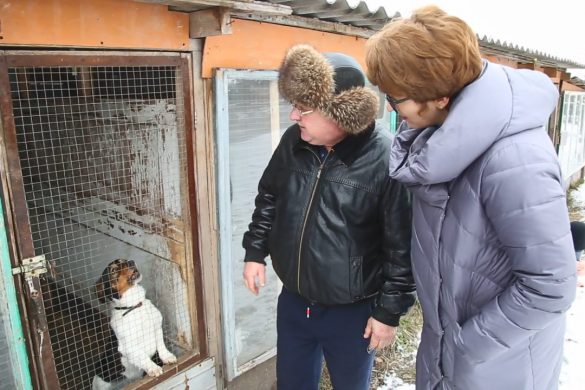 Мирноградський притулок для тварин потребує допомоги