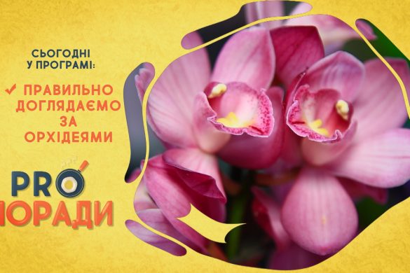 Pro поради 02.03.2020